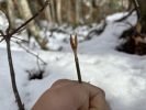 小枝をつかんで、冬芽を観察している写真。バンザイをしている人のようなかたち。